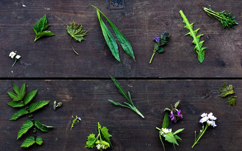 20 essbare Wildkräuter, die ihr im Frühling sammeln könnt