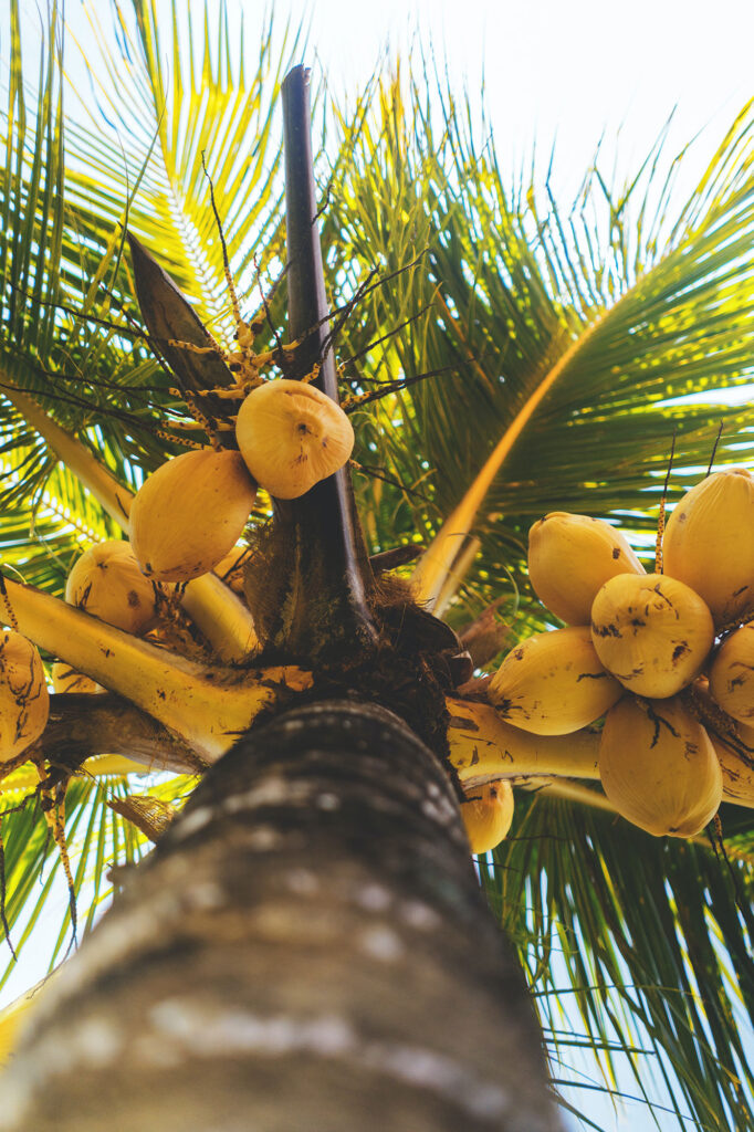 Kokosnüsse auf Costa Rica